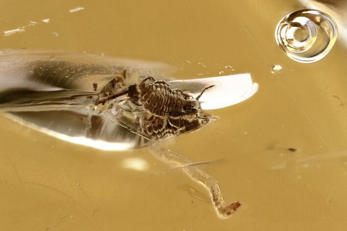 Detailed Fossil Aphid Nymph (Aphidoidea) & Enhydro in Baltic Amber #367545